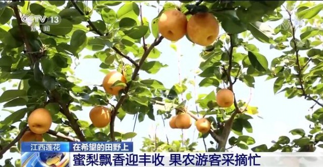 在希望的田野上 | 蜜梨飄香迎豐收 果農游客采摘忙