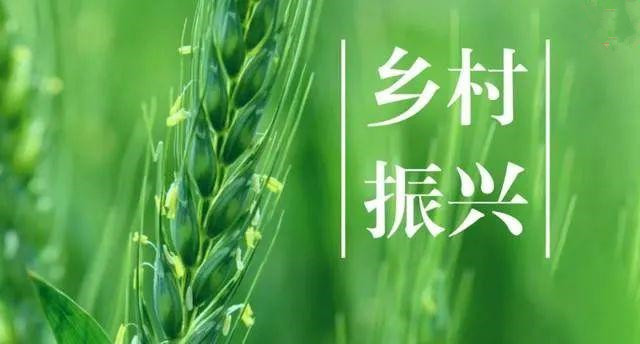 王晨:強化法律實施推進(jìn)鄉(xiāng)村全面振興
