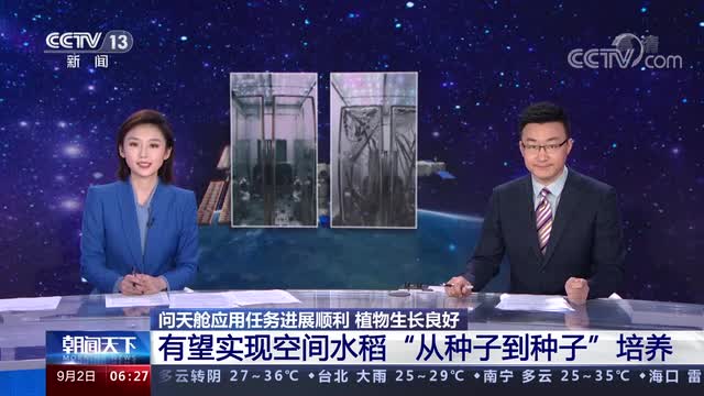 中國空間站有望實現(xiàn)空間水稻“從種子到種子”全生命周期培養(yǎng)實驗