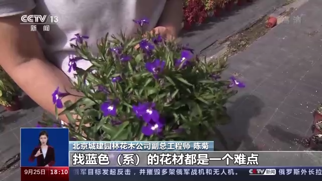 一問到底丨國慶花卉景觀是如何打造的？