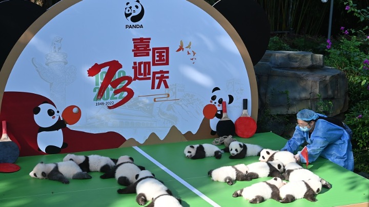 “國寶”迎國慶 熊貓齊亮相