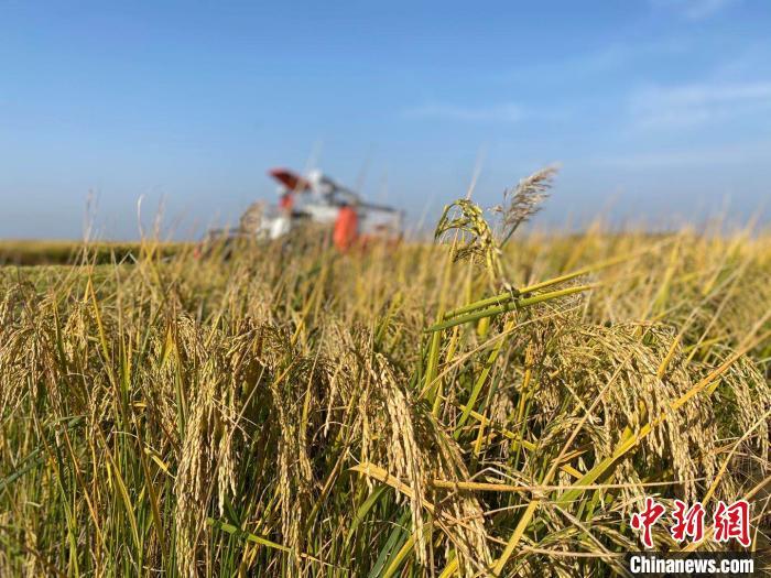 全球最大大米出口國“出手” 國際大米要漲價？