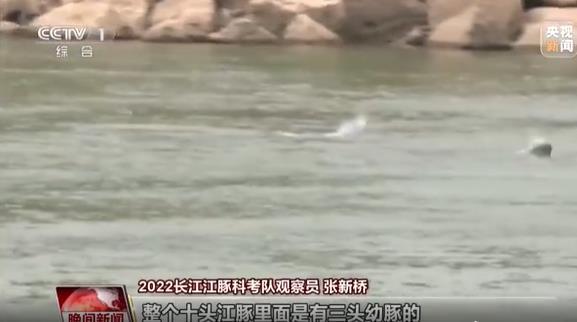 2022年長江江豚科考第二天 首批發(fā)現的江豚群中有“小朋友”