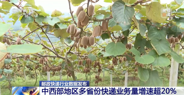 1—9月全國快遞業(yè)務量超800億件 中西部地區(qū)多省份快遞業(yè)務量增速超20%