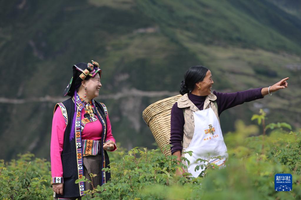 二十大代表風(fēng)采｜陳望慧：“種下”玫瑰產(chǎn)業(yè)帶富千萬家