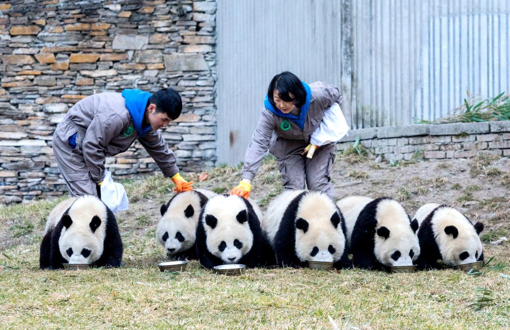 全球圈養(yǎng)大熊貓種群數(shù)量達到673只 十年增長近一倍