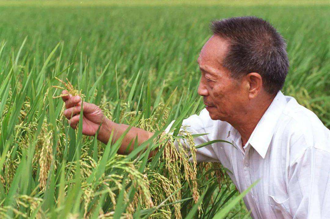 功勛模范｜袁隆平團(tuán)隊(duì)：“禾下乘涼夢(mèng)” 自有后來(lái)人