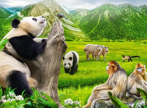 多地多部門加大生物多樣性保護(hù)力度 守護(hù)多樣物種 共建美好家園