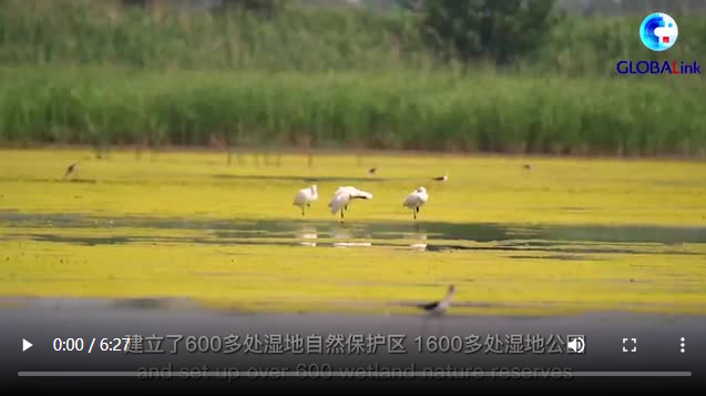 全球連線丨加入《濕地公約》30年，請查閱這份中國答卷