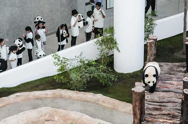 卡塔爾熊貓館正式對(duì)公眾開放[組圖]