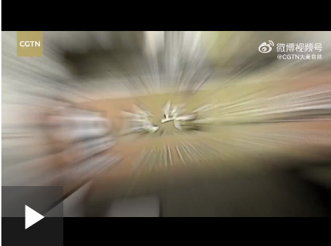 誰偷了大熊貓的毛？｜嗨！這里有群幸福鳥