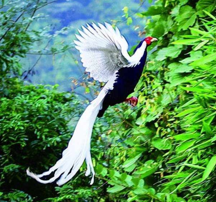 仙氣飄飄！“白鳳凰”原來(lái)是國(guó)家二級(jí)保護(hù)動(dòng)物白鷴