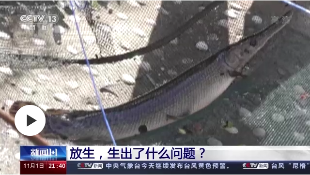 亂放生致外來魚種進入長江 規(guī)范放生行為應該怎么做？