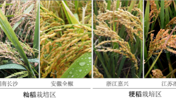 我國(guó)科學(xué)家找到調(diào)控水稻小麥穗發(fā)芽的“開關(guān)