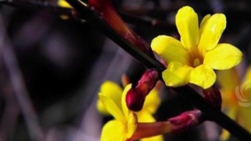 南方大片區(qū)域最高氣溫將沖上20℃ 西北華北等地雨雪增多