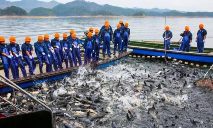 浙江千島湖迎來新春首場“巨網(wǎng)捕魚”