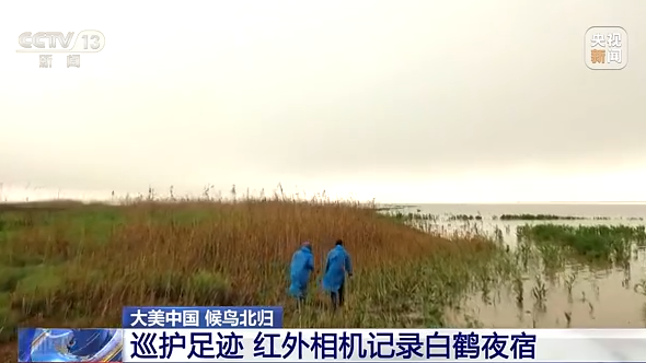 大美中國 候鳥北歸丨看白鶴歸來 “熊貓鳥”捕食盡顯霸氣