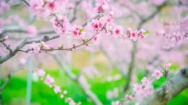 文旅部：4月1日起恢復(fù)審批對(duì)外文化和旅游交流出來訪團(tuán)組