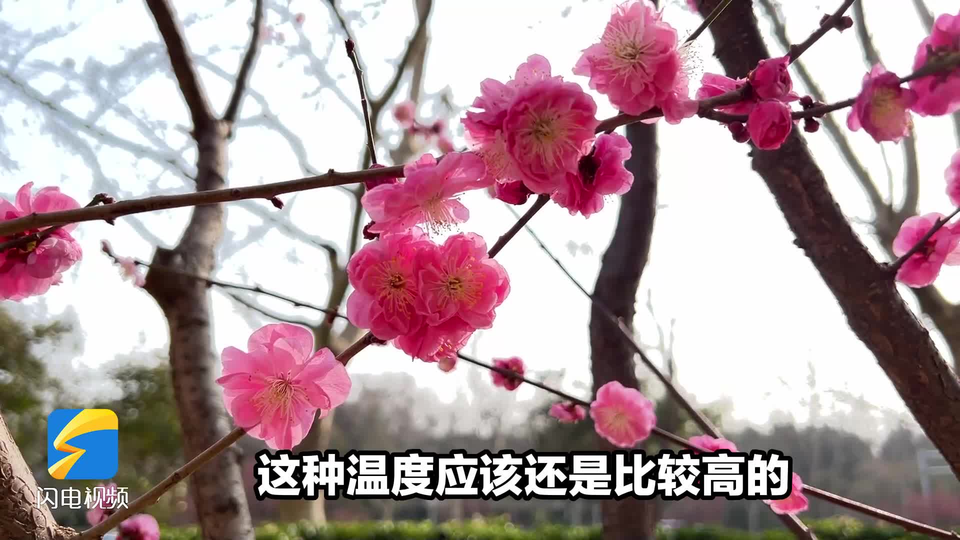山東未來三天最高溫將“狂飆”至30℃ 專家：與往年同期相比異常偏高