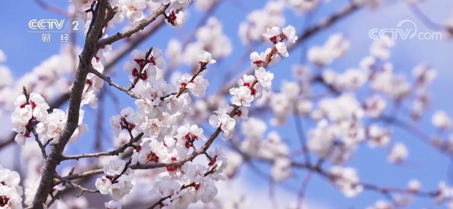 春意濃 百花俏 賞春踏青正當(dāng)時(shí)