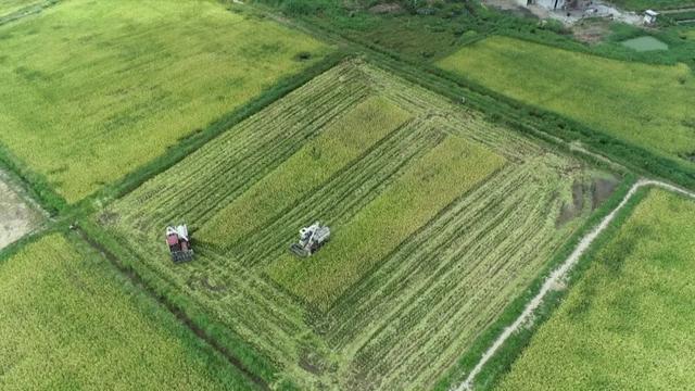 農業(yè)農村現代化闊步前行