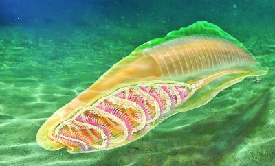 2022年度中國古生物學(xué)十大進(jìn)展發(fā)布 這些古生物之謎被揭開
