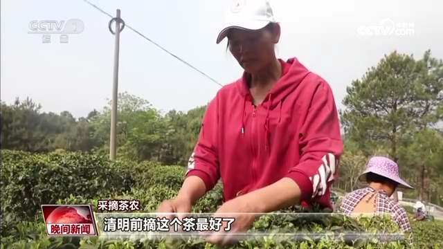 又是一年春茶季 各地茶園搶“鮮”采