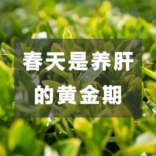 護肝之計在于春，春季哪些食物有益于護肝？