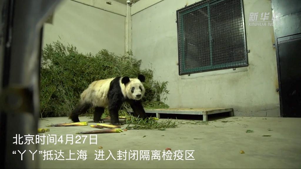 露臉了！“丫丫”入封閉隔離檢疫區(qū)