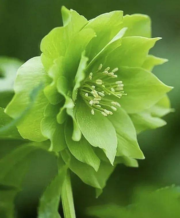 為什么生活中很難見到綠色的花？這是我們的錯(cuò)覺