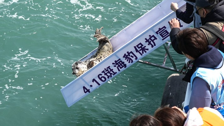 7頭西太平洋斑海豹在大連放歸大海