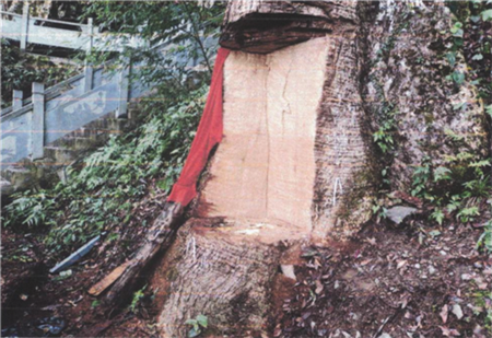 貴州：2600年楠木“受傷”，15人受罰