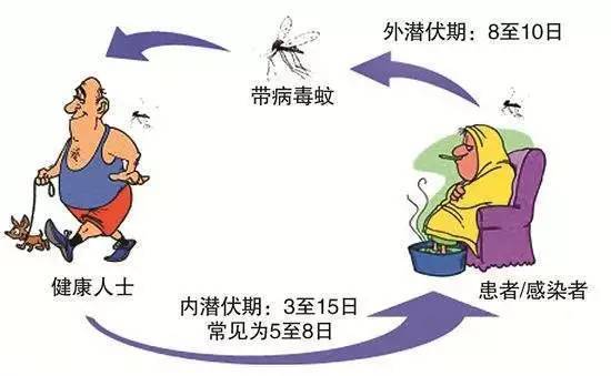 登革熱來襲！濟(jì)南疾控提醒：病例均為輸入性病例 做好預(yù)防是關(guān)鍵