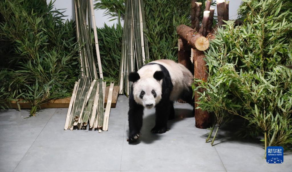 大熊貓“丫丫”平安回到北京動(dòng)物園