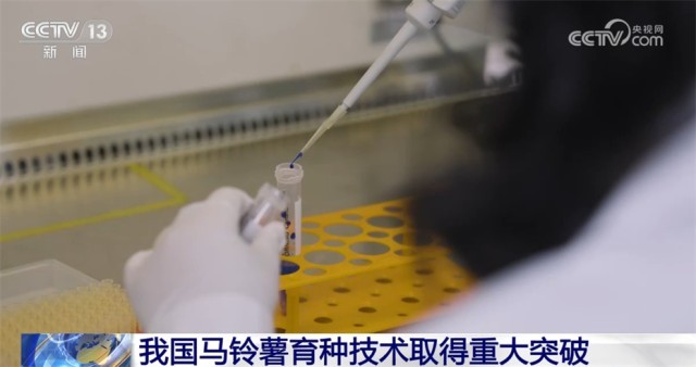 我國馬鈴薯育種技術取得重大突破 大大提高了育種進程