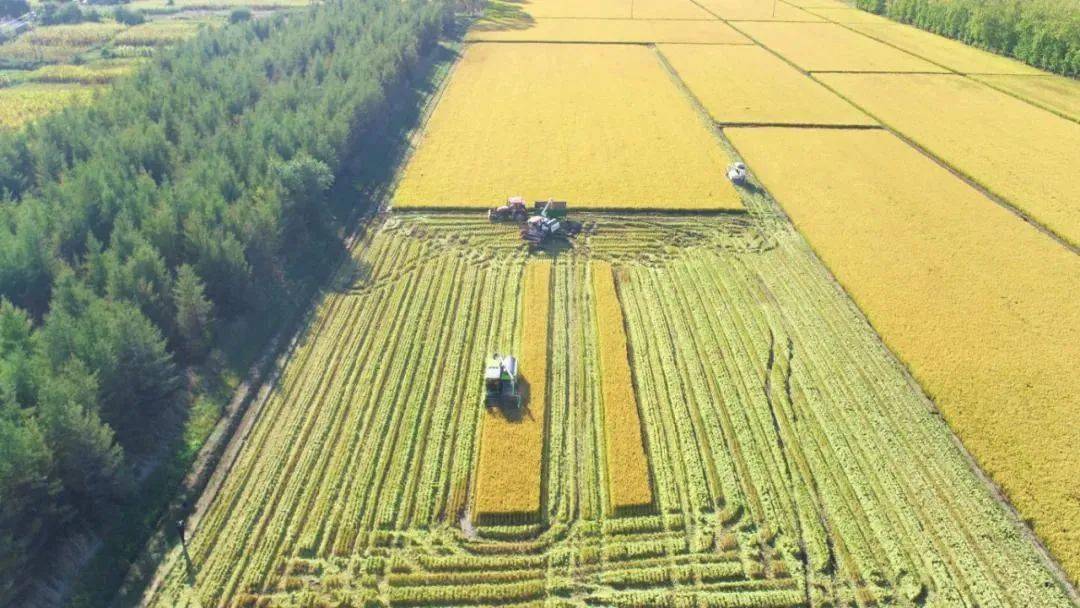 打好防汛抗旱“主動仗” 農業(yè)農村部：全力奪取夏糧和全年糧食豐收