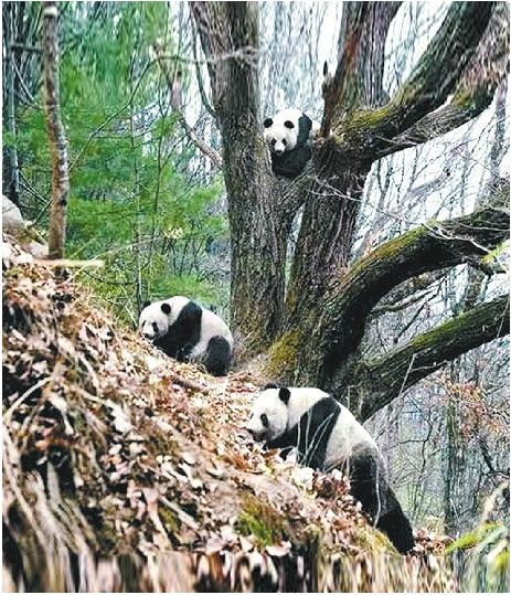 大熊貓如何求愛？野生熊貓比武招親,圈養(yǎng)熊貓相親