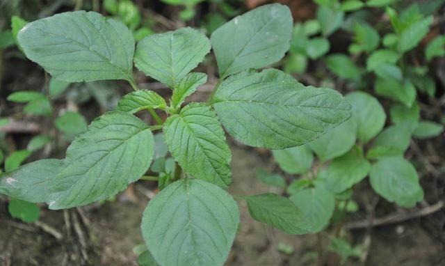 野菜是否會(huì)被污染？怎么科學(xué)健康地食用野菜？