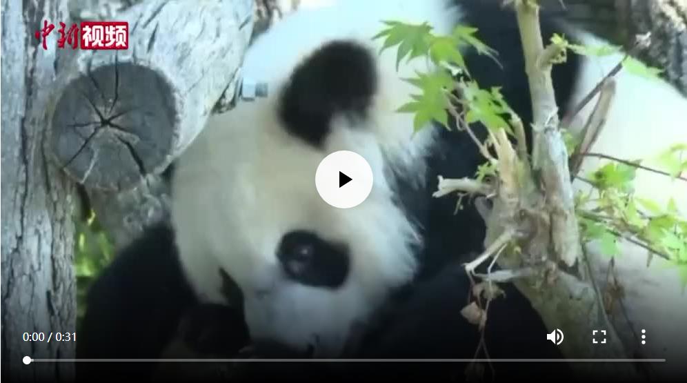 旅法大熊貓“圓夢”將于7月4日回國