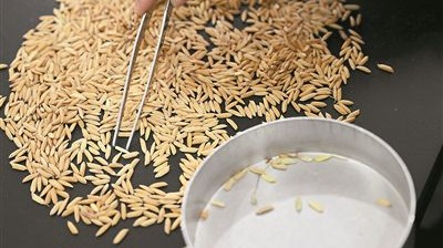 我國儲糧技術(shù)總體處于世界較先進水平