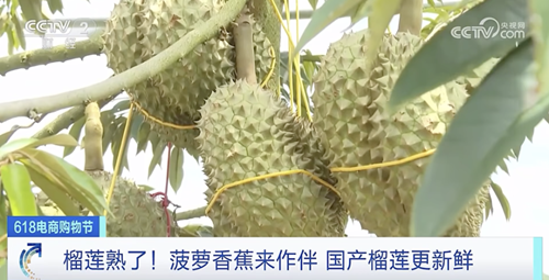 國產(chǎn)“水果之王”來了！“榴蓮自由”要實(shí)現(xiàn)了嗎？
