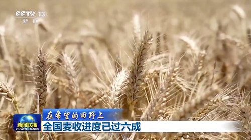 大面積開鐮收獲 全國麥收進度已過六成