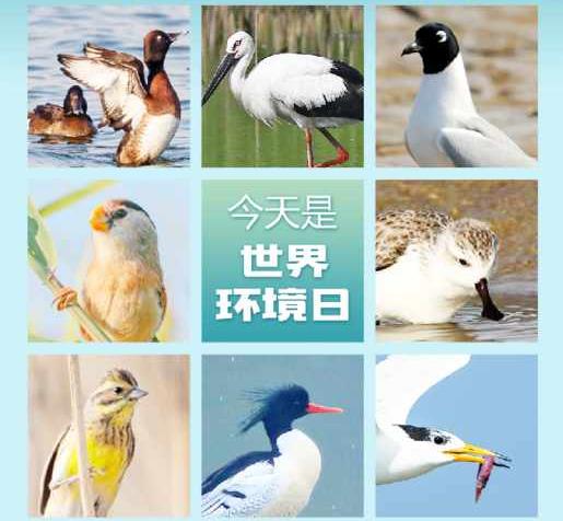 世界環(huán)境日，這些“稀客”向你推薦美麗山東