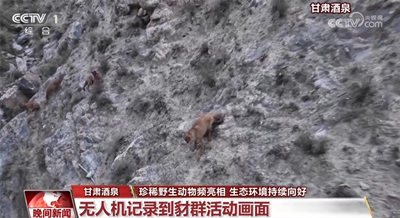 珍稀野生動(dòng)物頻亮相 我國生態(tài)環(huán)境持續(xù)向好
