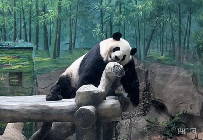 組圖｜暑熱難耐 國寶冰上熱舞 獸王下水沖涼