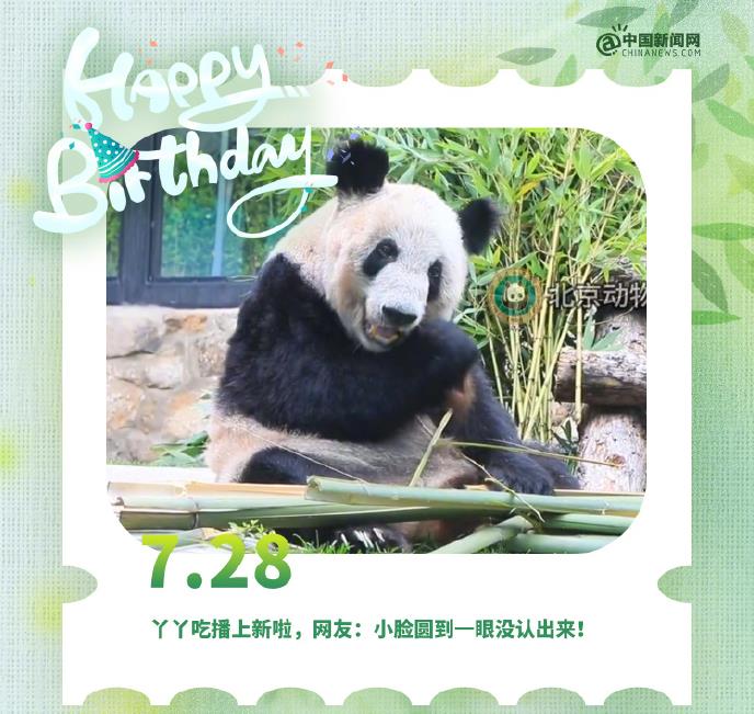 大熊貓“丫丫”23歲生日快樂