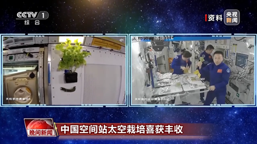 “太空菜園”豐收了！中國空間站太空栽培喜獲豐收