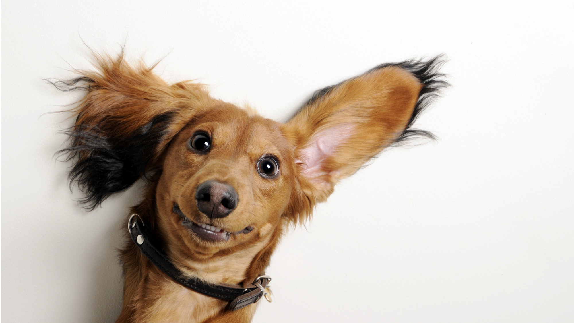 世界狂犬病日：狂犬病預(yù)防誤區(qū)要遠(yuǎn)離