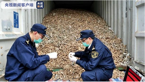 海關(guān)總署等三部門聯(lián)合打擊非法引進(jìn)外來入侵物種行為
