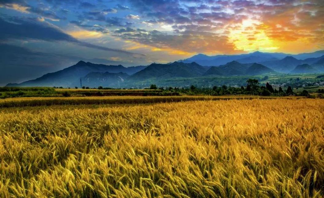 2023年世界糧食日全球活動(dòng)和世界糧食論壇在羅馬開幕